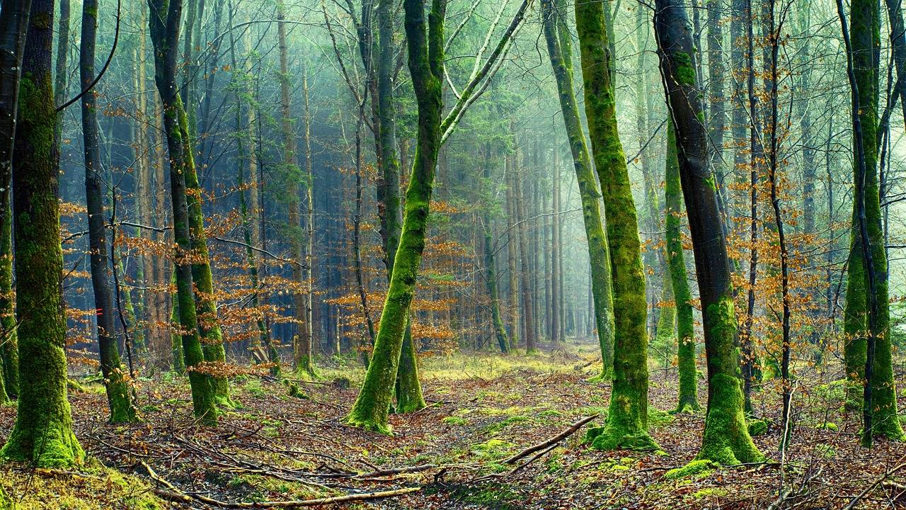 Jak kolor zielony działa na nasze samopoczucie?